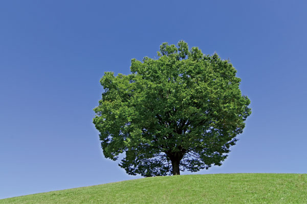 サンプルイメージ